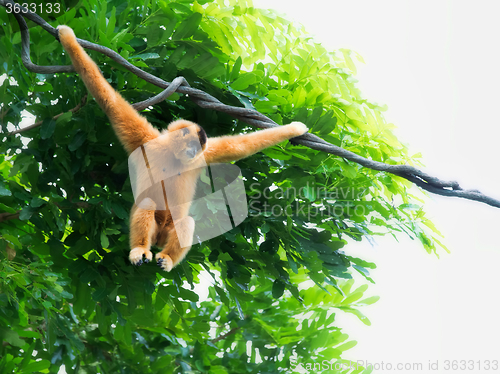 Image of Wild Gibbon Monkeys