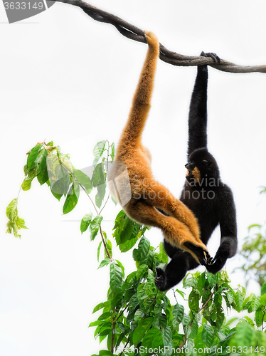 Image of Wild Gibbon Monkeys