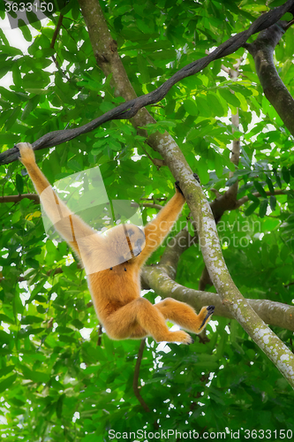 Image of Wild Gibbon Monkey