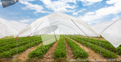 Image of Strawberrys growing in the greenhouse.