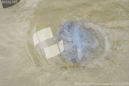 Image of jellyfish on the beach