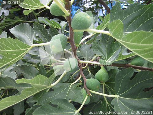 Image of natural fig plants