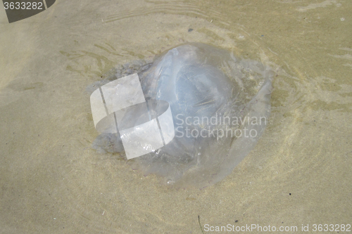 Image of jellyfish on the beach