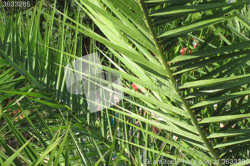 Image of palm leaf background