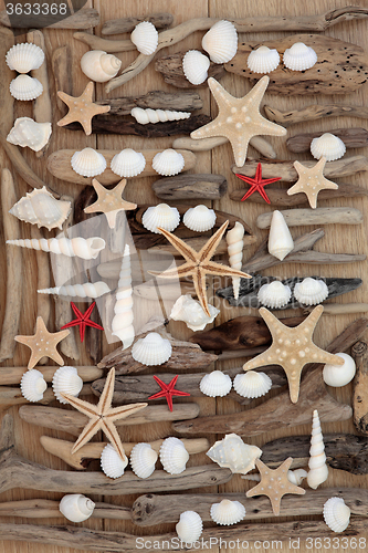 Image of Shells and Driftwood