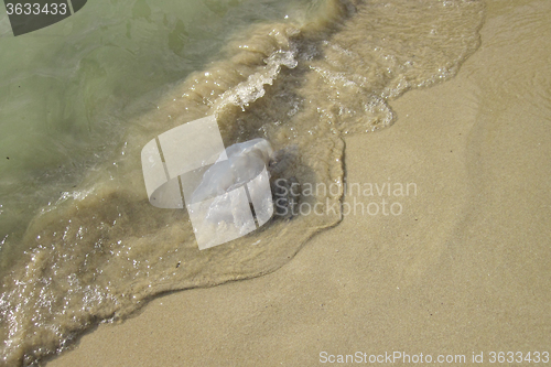 Image of jellyfish on the beach