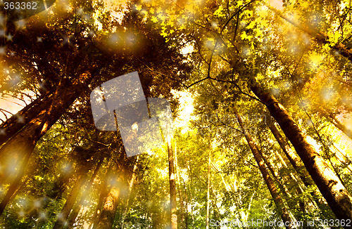 Image of Green forest