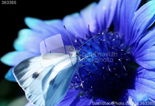 Image of Red flower with a butterfly