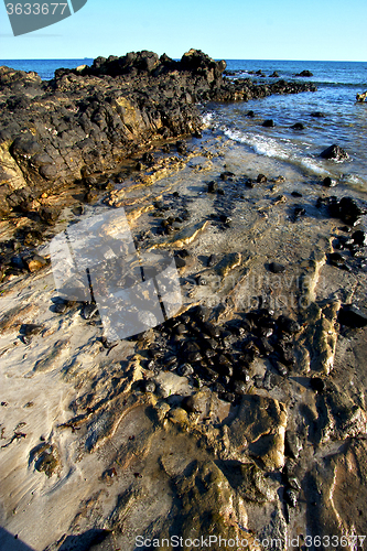 Image of     madagascar    andilana   seaweed   indian   sky and rock 