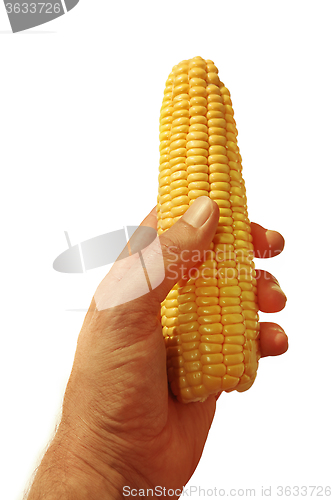 Image of hand holding corn