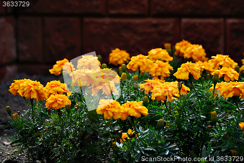 Image of Yellow flowers.