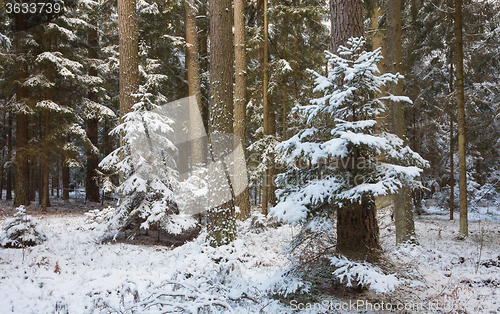 Image of Winter landscape of natural forest with pine trees trunks and spruces