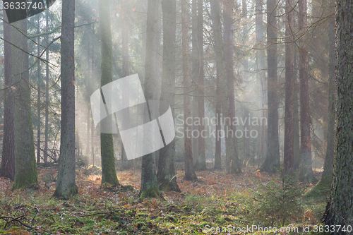 Image of Autumnal misty morning in the forest