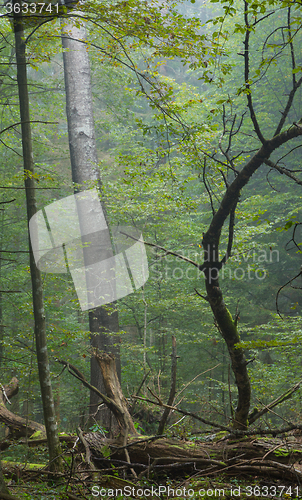 Image of Old poplar tree in autumnal misty forest