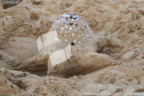 Image of turtle from the sand 