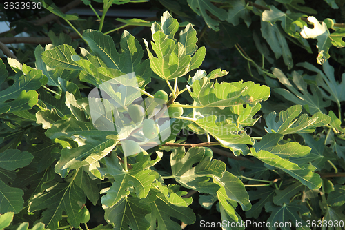 Image of natural fig plants