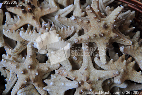 Image of star fishes background