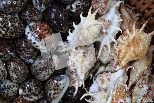 Image of sea shells background