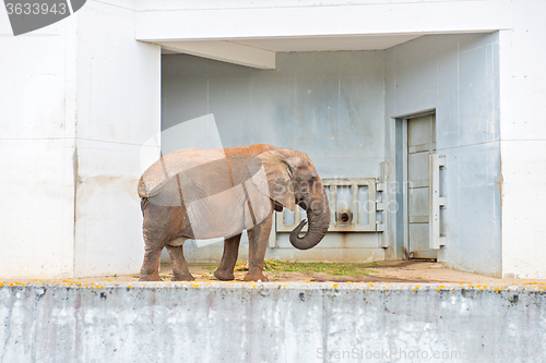 Image of African elephant near wall