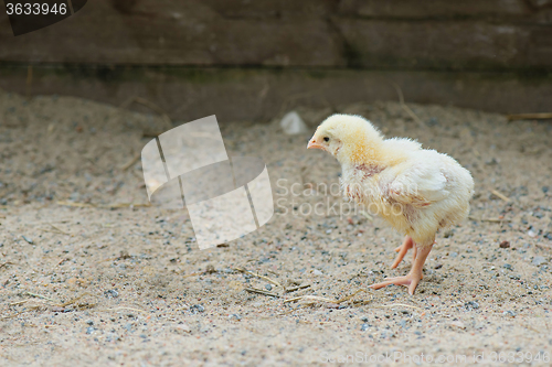 Image of Little cute chick