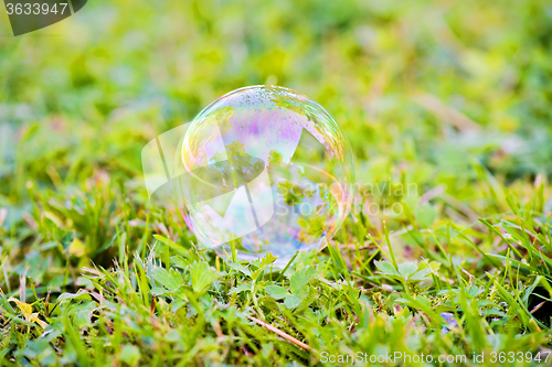 Image of Soap bubble on grass