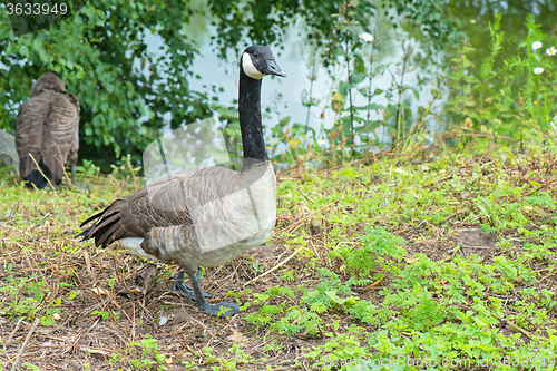 Image of Gray canadian goose on green field