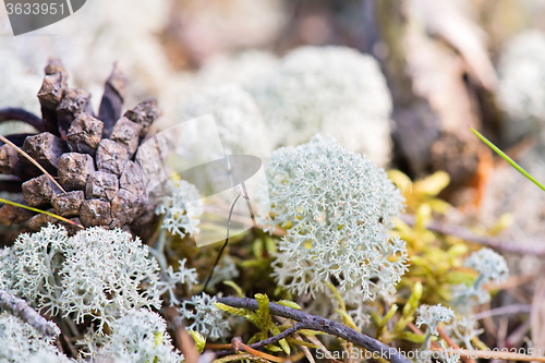 Image of White reindeer moss photo