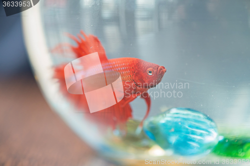 Image of Red small fish in aquarium