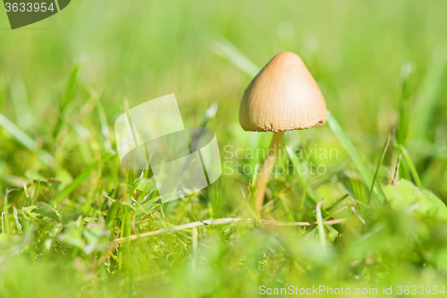 Image of Beautiful toxic mushroom