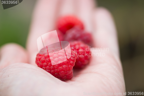 Image of Handful of raspberry on a hand