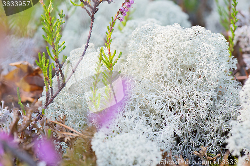 Image of Macro shot of white reindeer moss