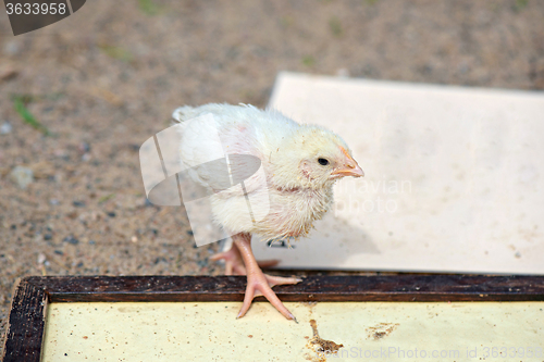 Image of Cute small chick