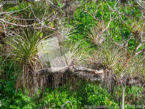 Image of tillandsia plants