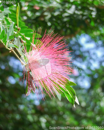 Image of red feathered blossom