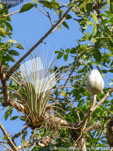 Image of tillandsia plant