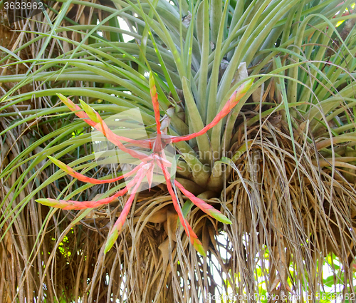 Image of tillandsia plant