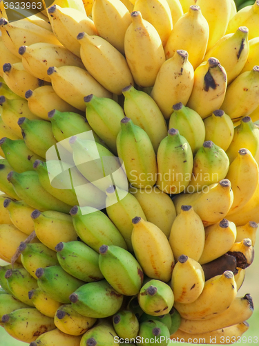 Image of lots of bananas