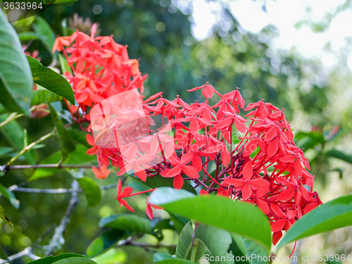 Image of red blossom