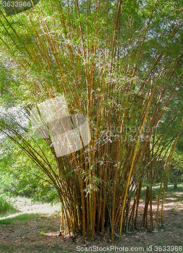 Image of bamboo plants