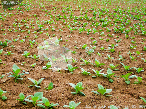 Image of young tobacco plants