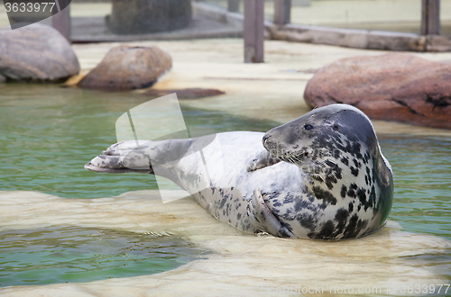 Image of Grey Seal at the poolside