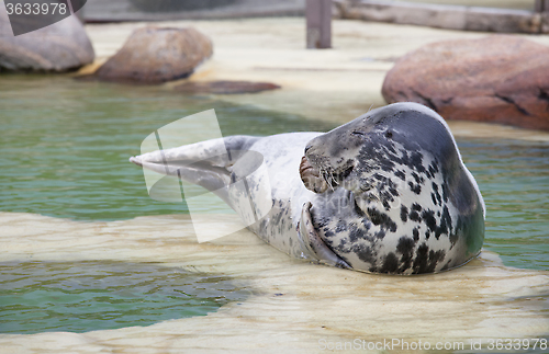 Image of Grey Seal eyes closed