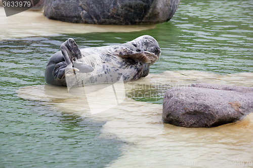 Image of Grey Seal tired