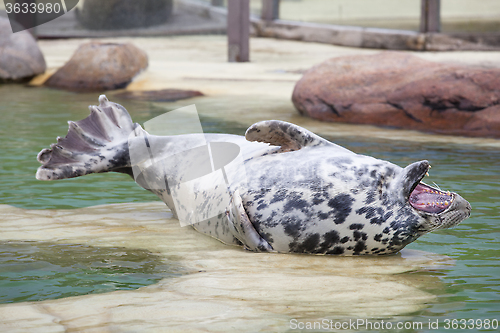 Image of Grey Seal open mouth