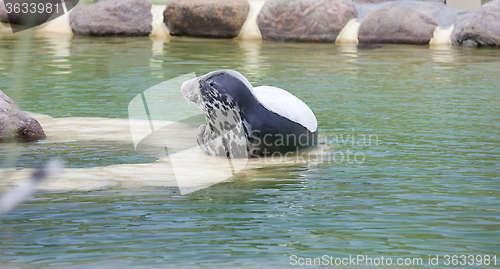 Image of Grey Seal of the side