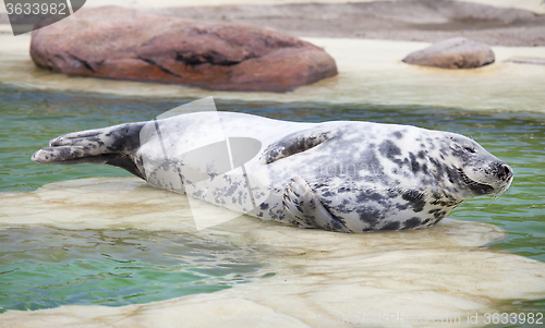 Image of Grey Seal lying