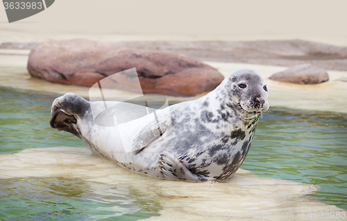 Image of Grey Seal