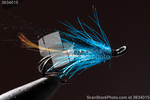 Image of Blue and silver fly