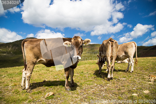 Image of Cows grazing