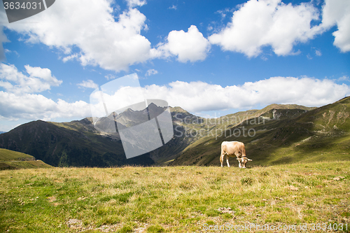 Image of Cow in mountain pasture